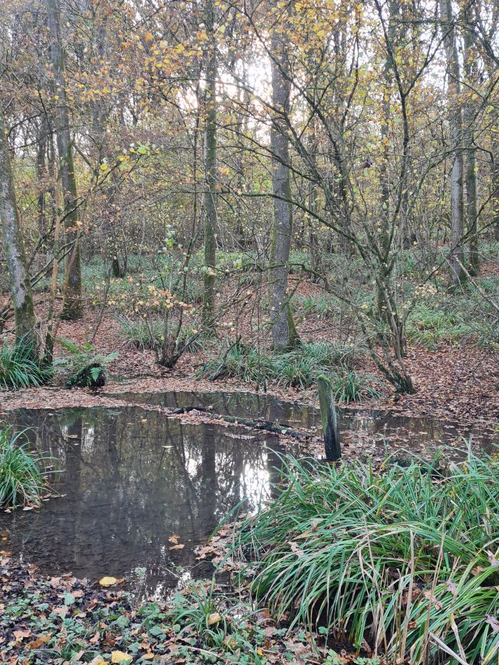 2021-11-21 21 Calne.jpg