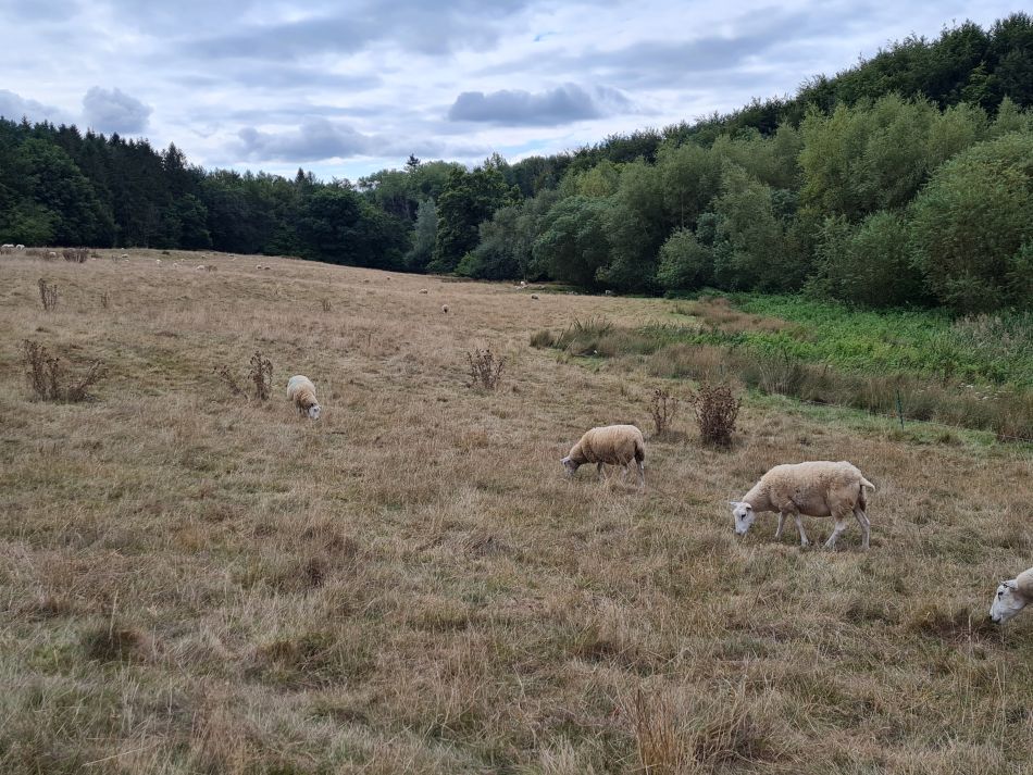 2022-09-18 11 Calne.jpg