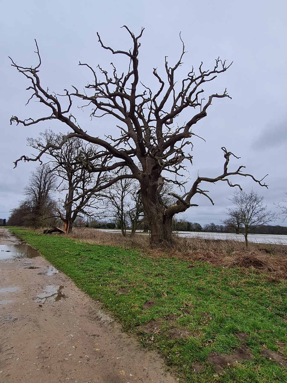 2015-06-05 24 Rushford.jpg