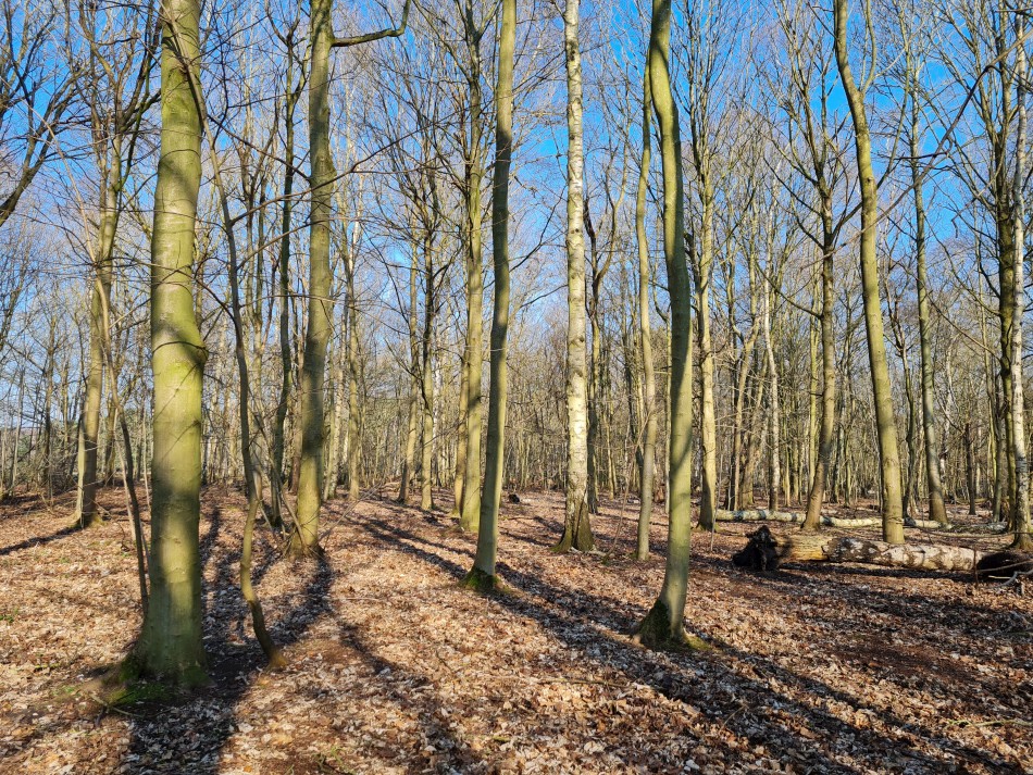 2015-06-06 01 Knettishall.jpg