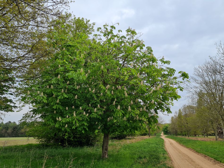 2022-05-01 15 Angles Way 5 - Rushford.jpg