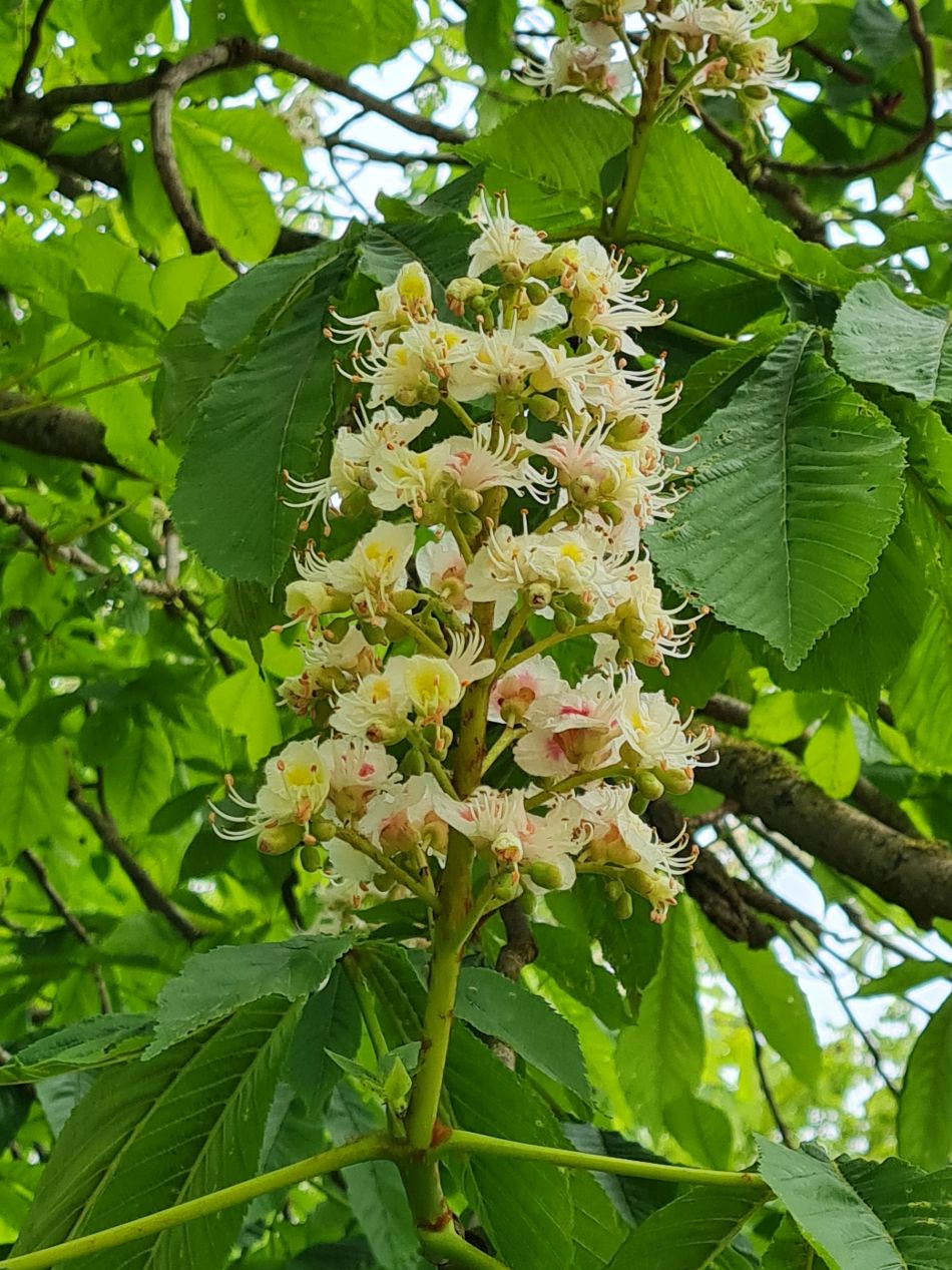 2022-05-01 16 Angles Way 5 - Rushford.jpg