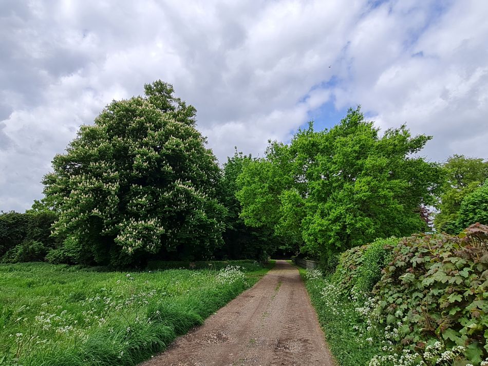 2022-05-12 05 Angles Way 6 - Knettishall.jpg