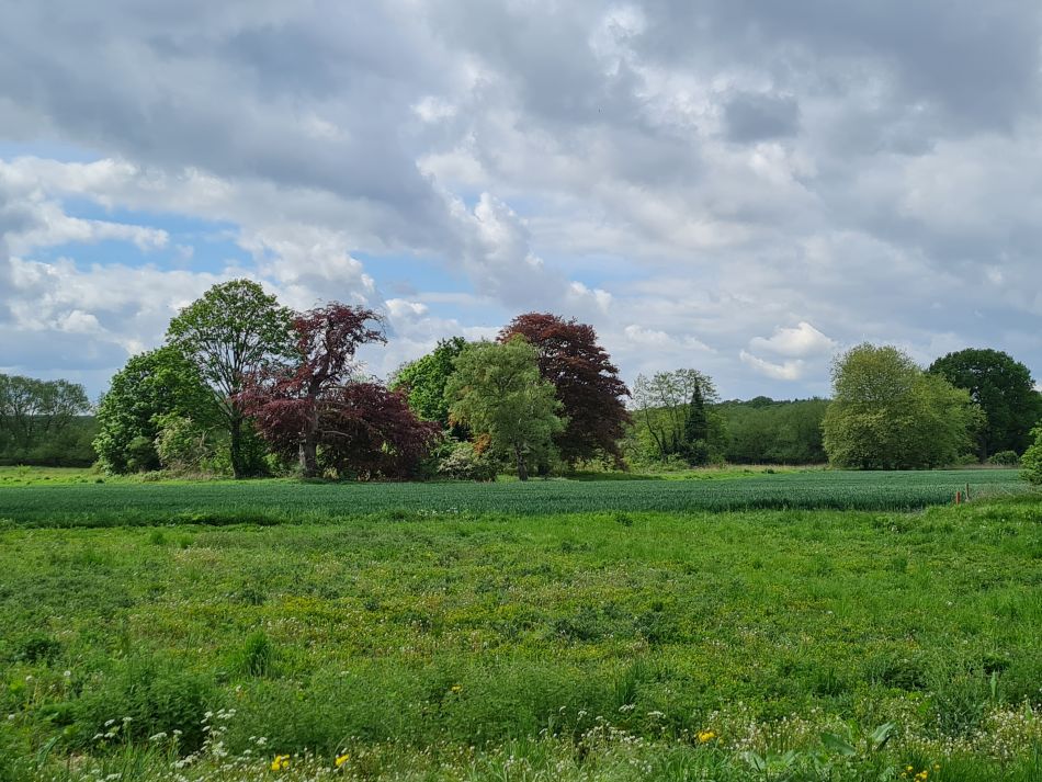 2022-05-12 06 Angles Way 6 - Knettishall.jpg