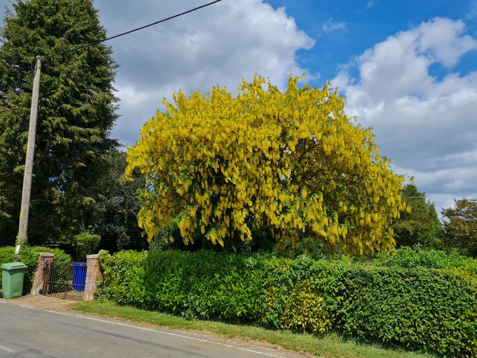 2022-05-12 17 Angles Way 6 - Knettishall.jpg