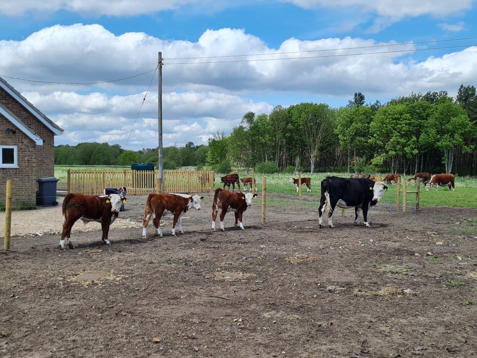 2022-05-12 19 Angles Way 6 - Knettishall.jpg