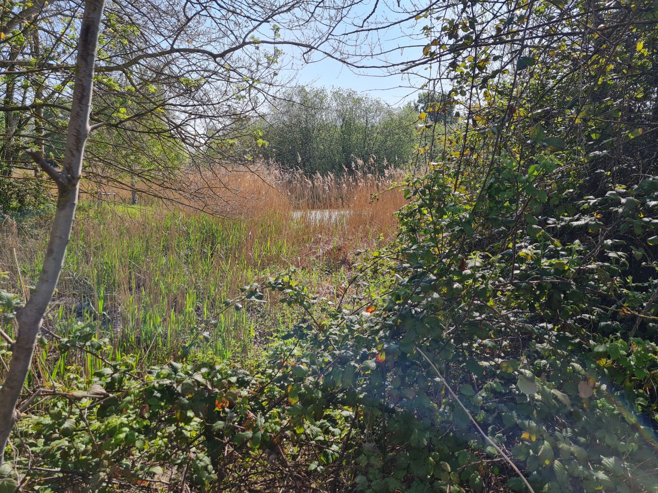 2025-05-01 14 Woodbridge to Wickham Market.jpg