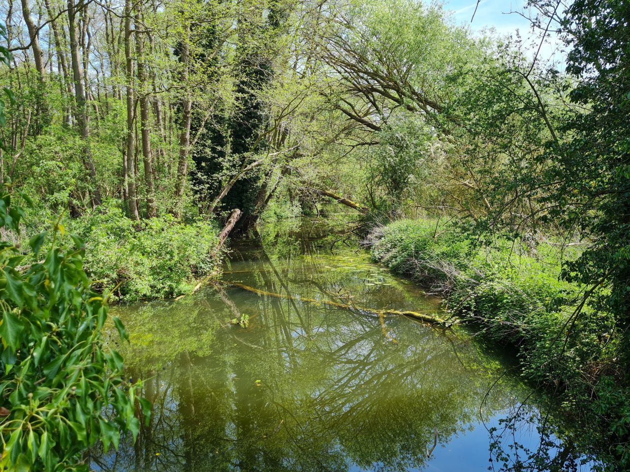 2025-05-01 36 Decoy Pond.jpg