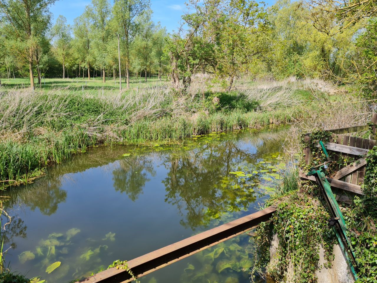 2025-05-01 37 Decoy Pond.jpg