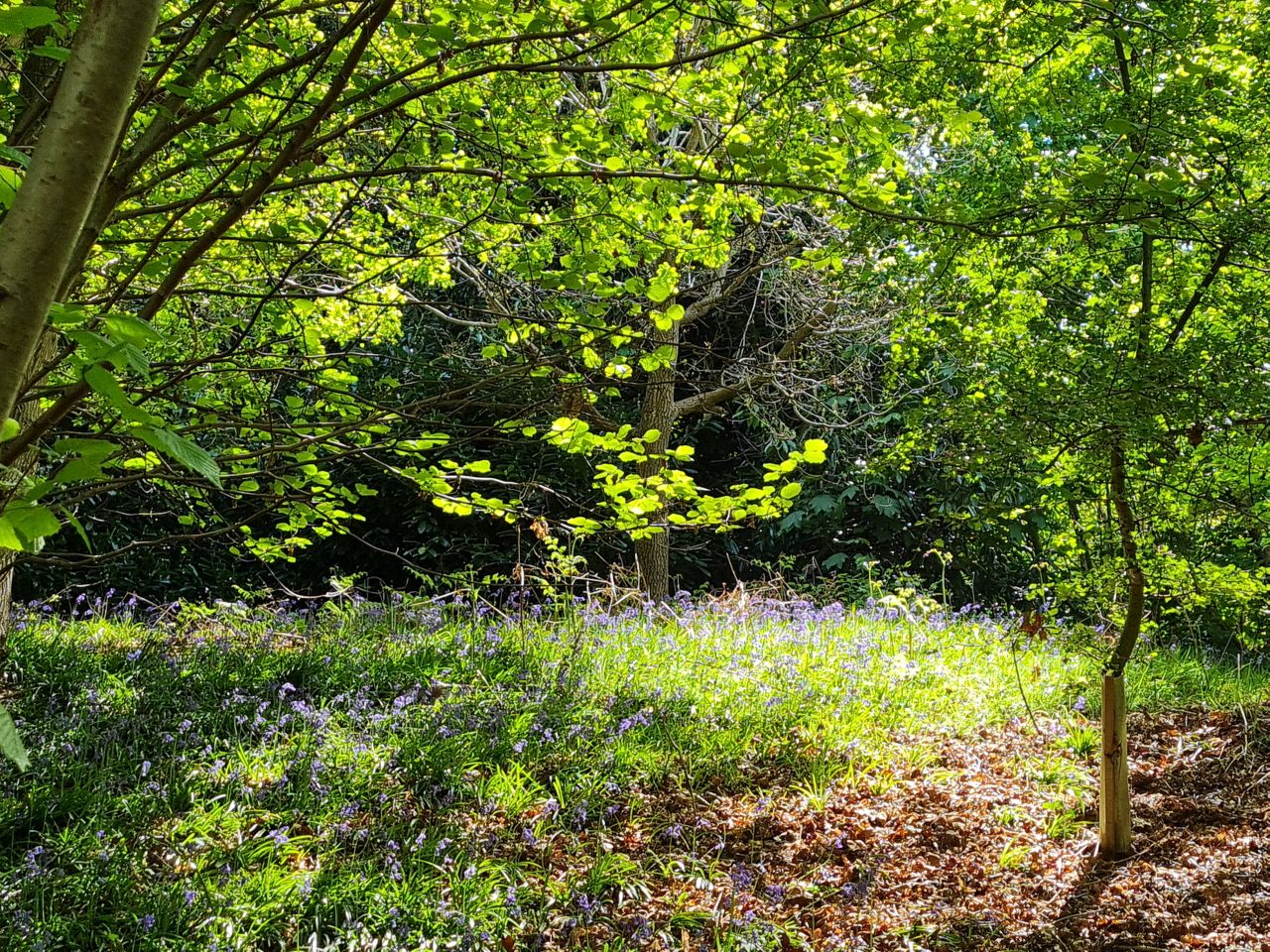 2025-05-01 38 Woodbridge to Wickham Market.jpg