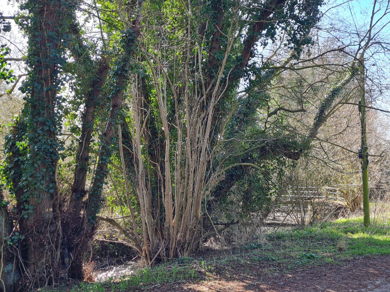 2025-03-29 07 Forncett End and Wacton.jpg