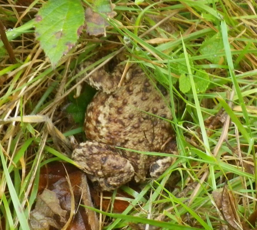 2017-09-28 03 Alde Valley Group at Sudbourne.jpg