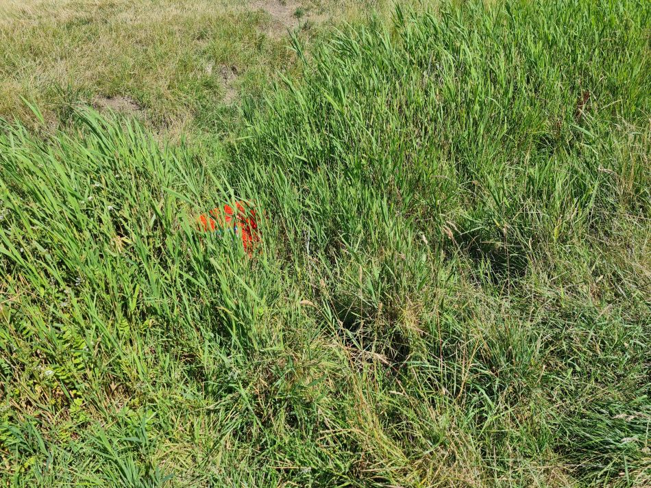 2020-10-06 04 Sudbourne.jpg