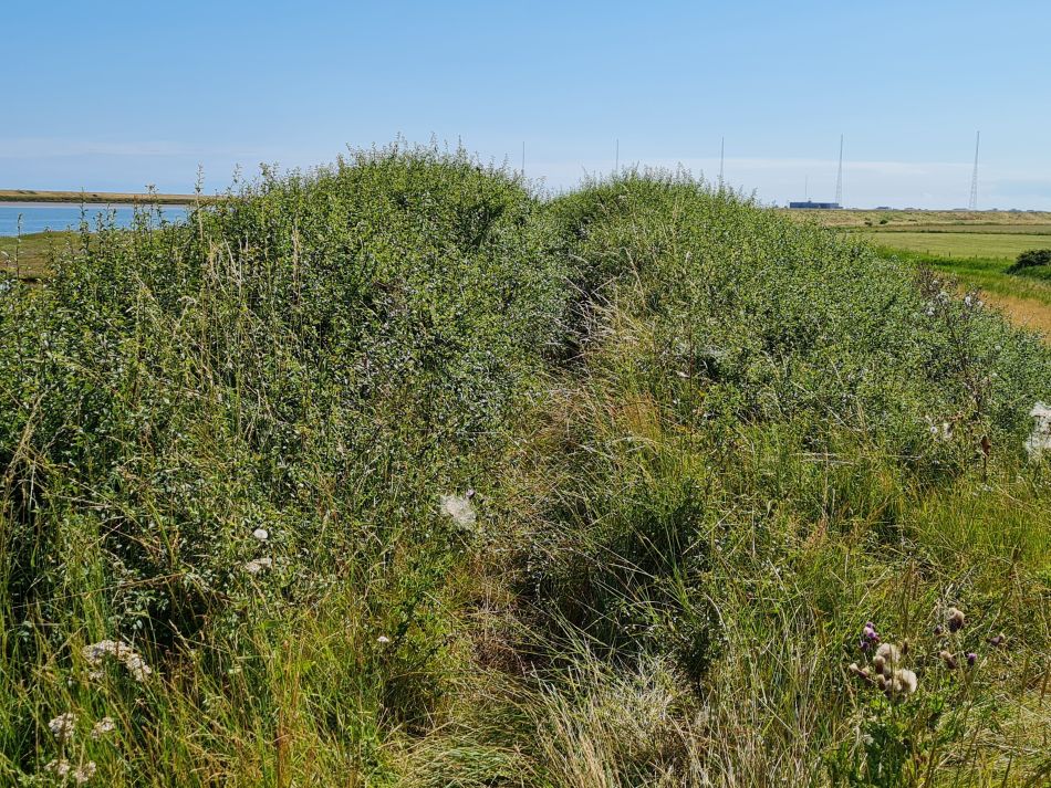 2020-10-06 08 Sudbourne.jpg