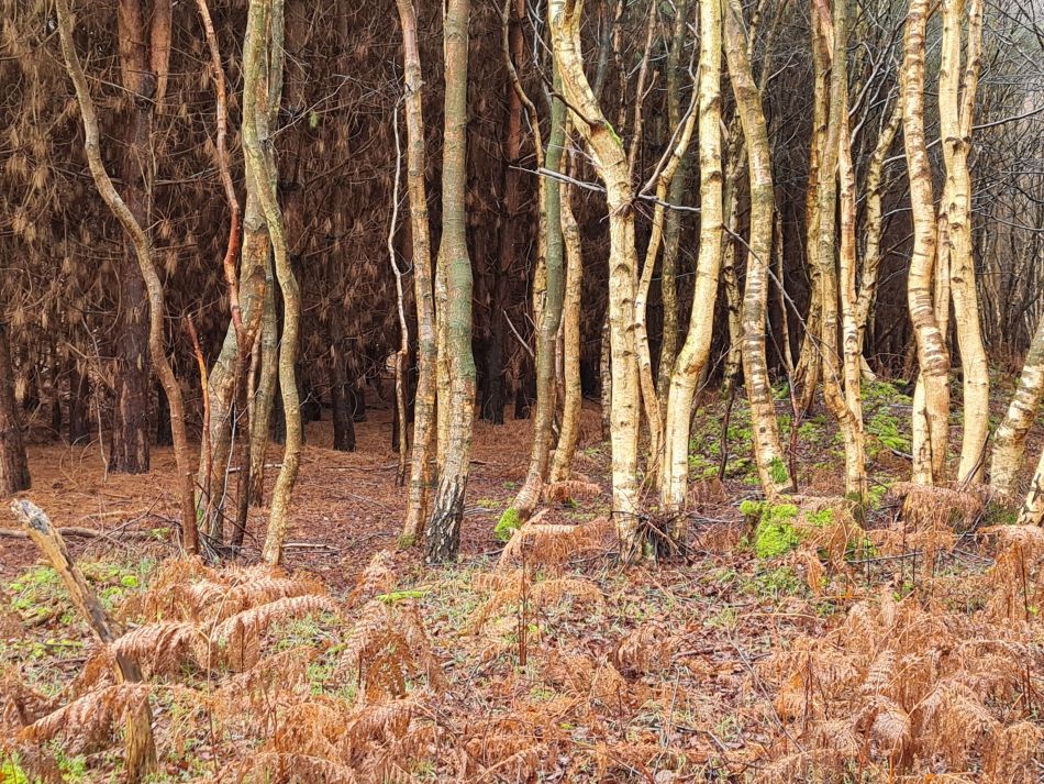 2020-12-28 05 Sudbourne and Chillesford.jpg