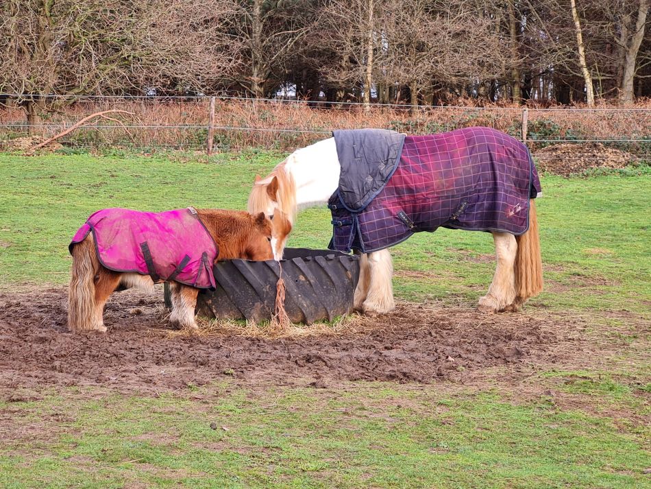 2020-12-28 14 Sudbourne and Chillesford.jpg