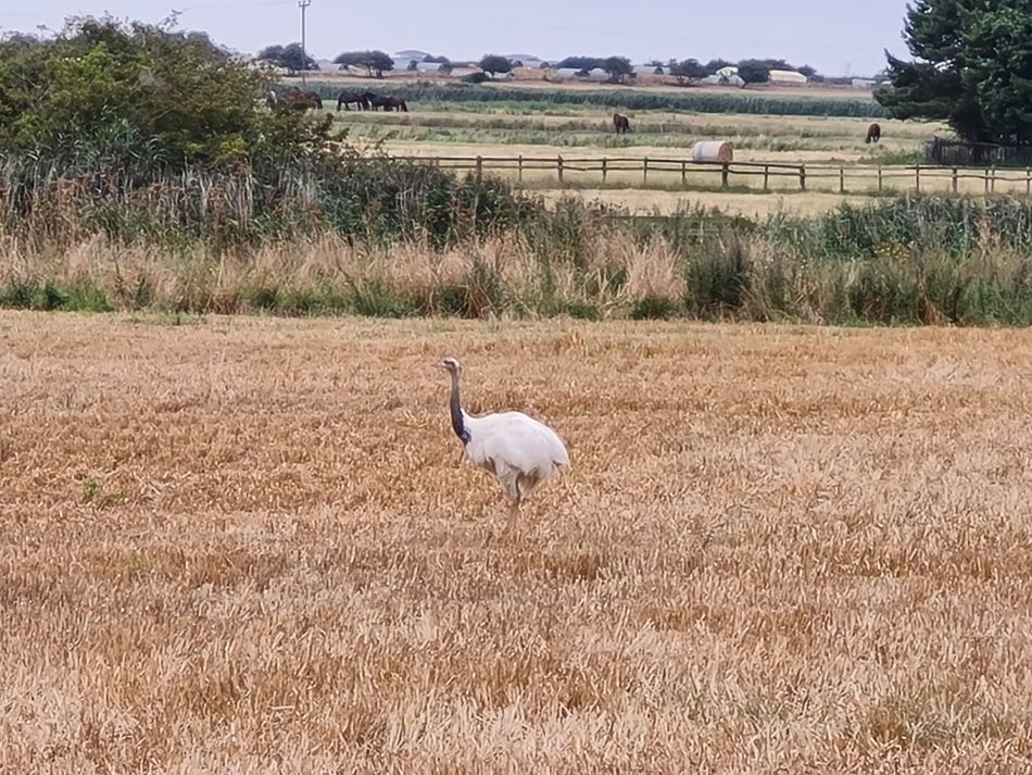 2021-09-02 15 Sudbourne.jpg