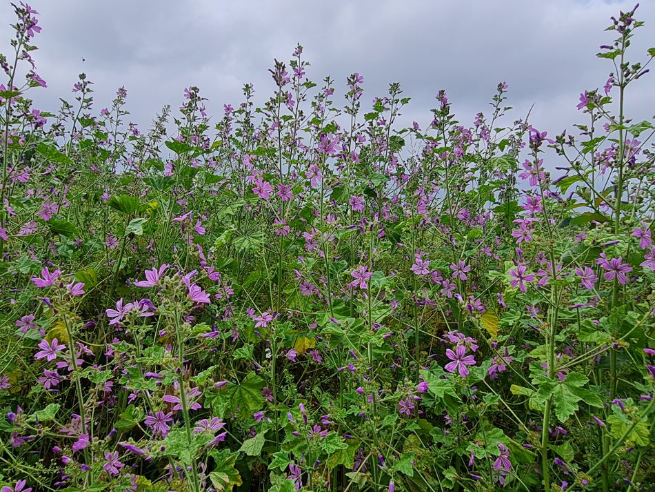 2023-06-20 13 Bury St Edmunds Group at Rougham.jpg