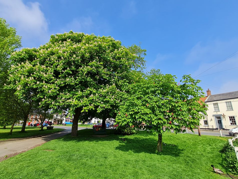 2024-05-07 01 Martham.jpg