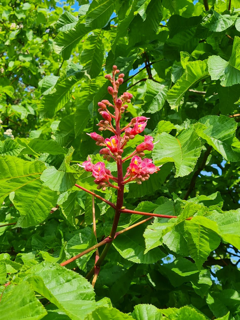 2024-05-07 02 Martham.jpg