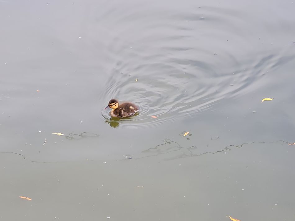 2024-05-07 05 Martham.jpg