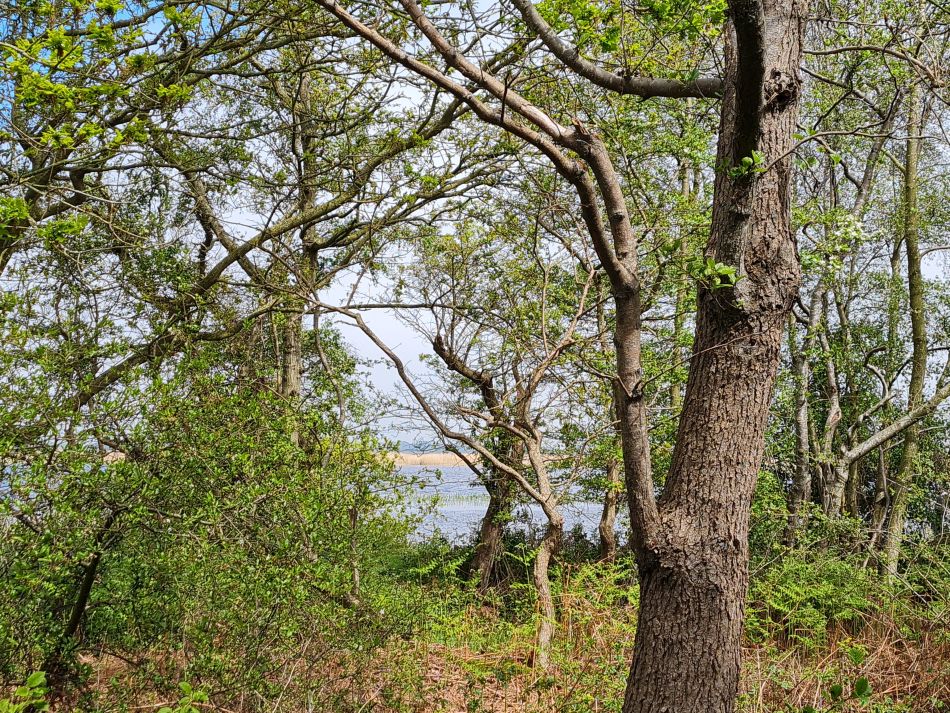 2024-05-07 21 Martham.jpg