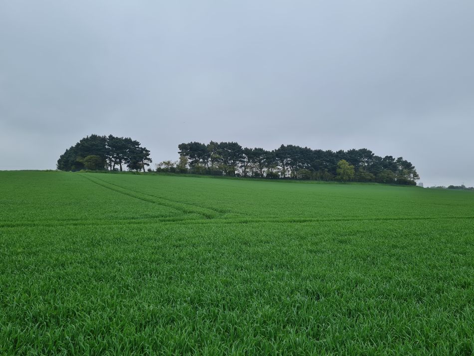 2024-05-07 29 Martham.jpg