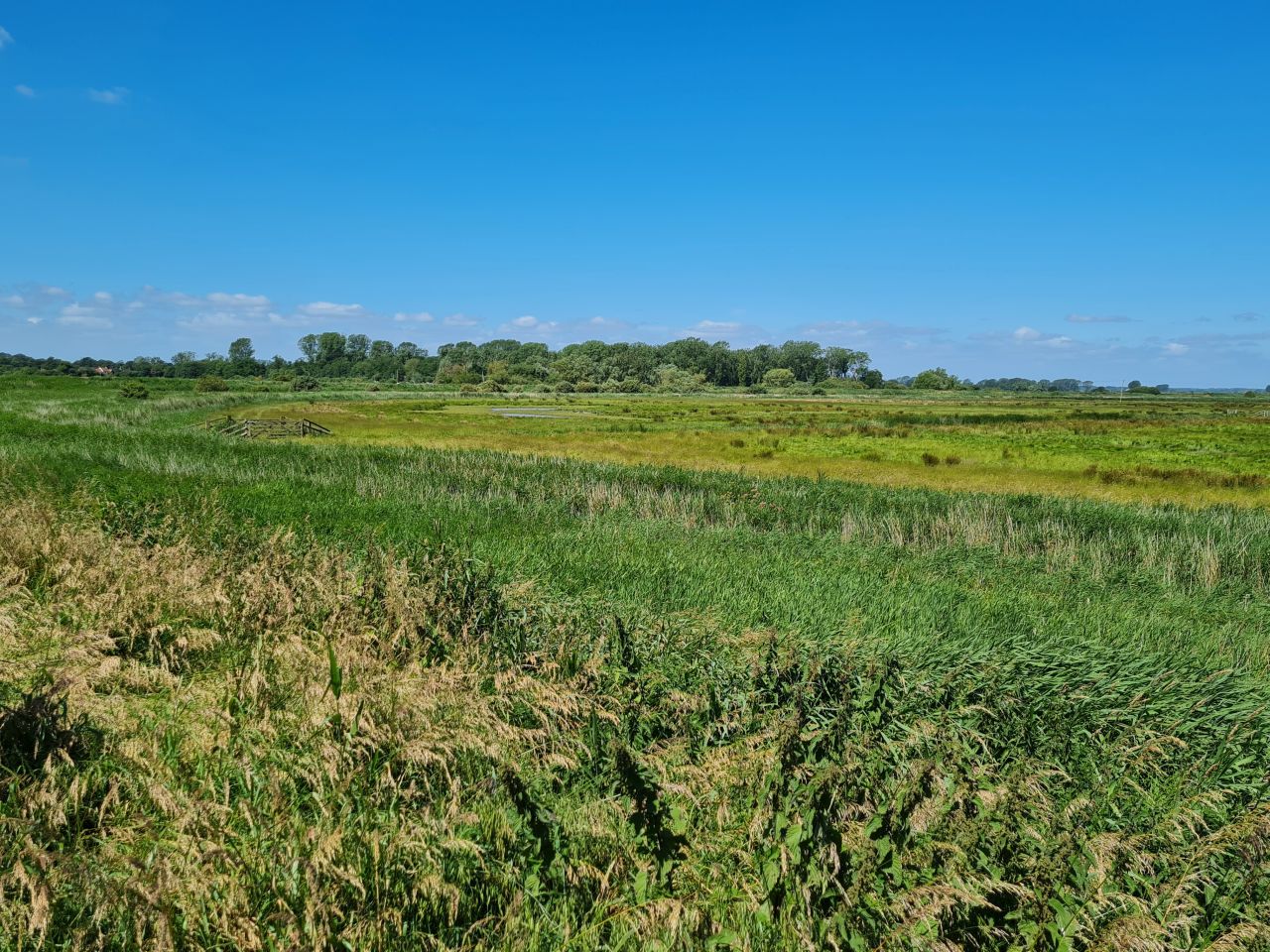 2024-07-04 12 Wensum Ramblers at Cantley.jpg