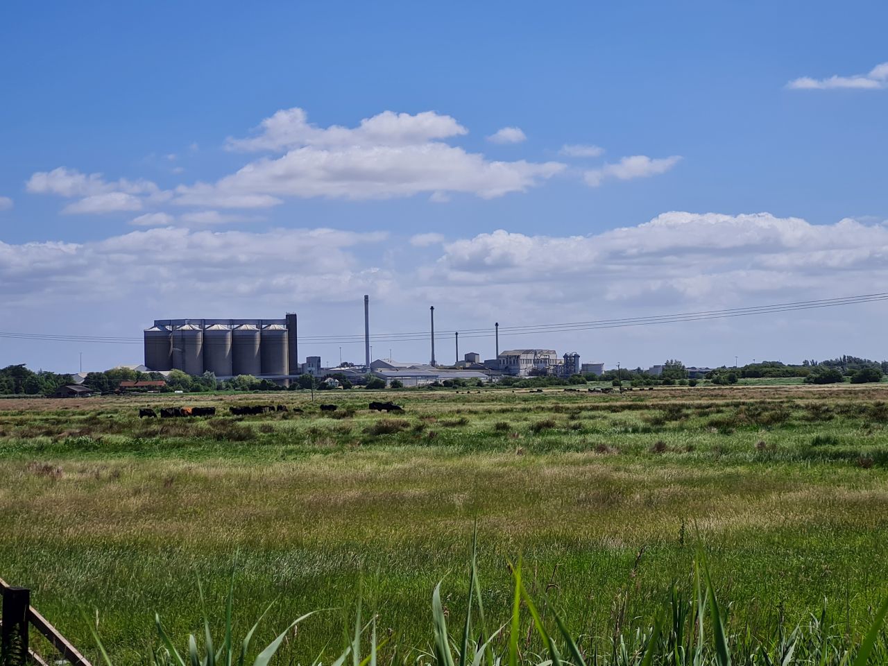 2024-07-04 14 Wensum Ramblers at Cantley.jpg