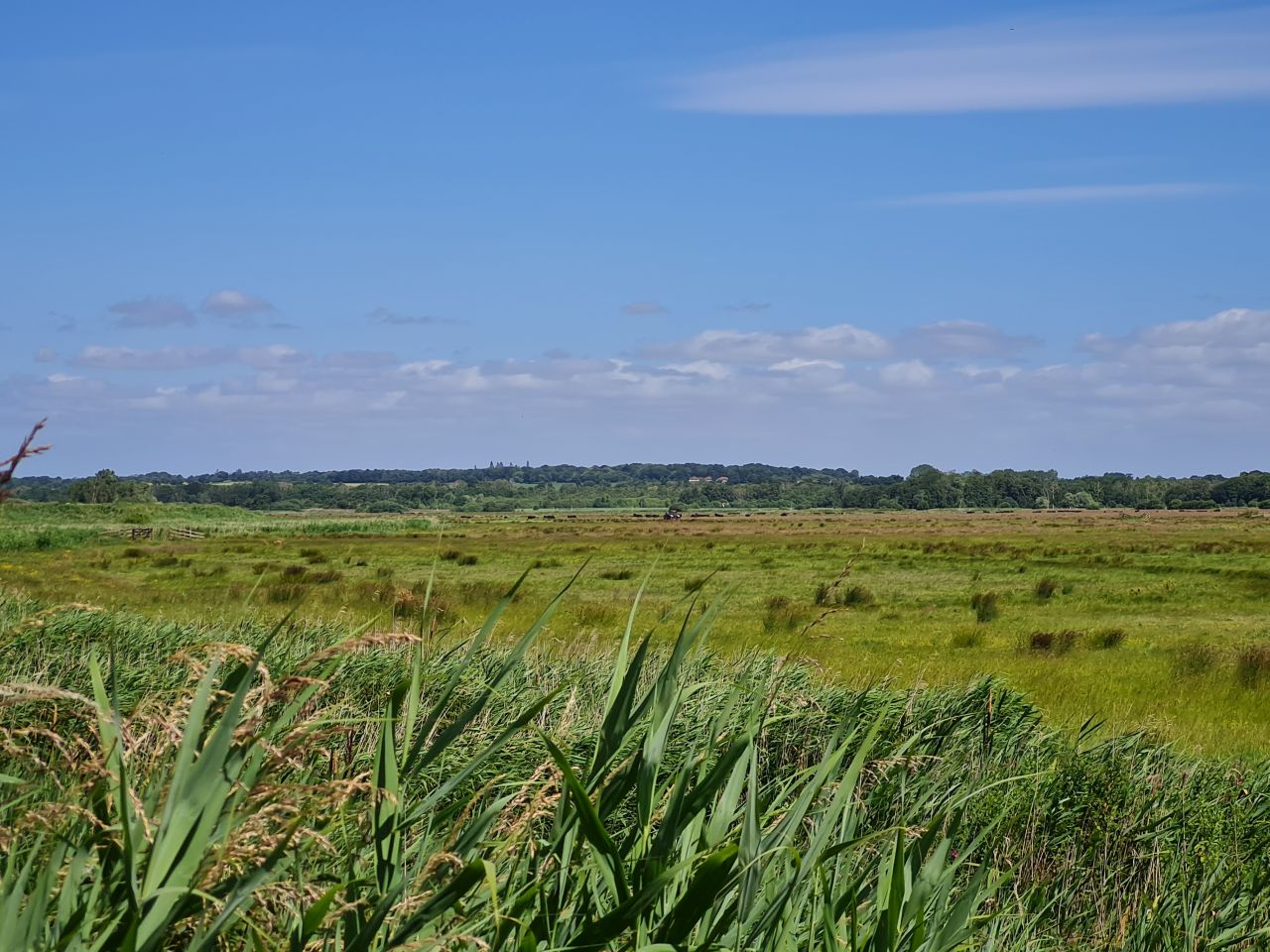 2024-07-04 15 Wensum Ramblers at Cantley.jpg