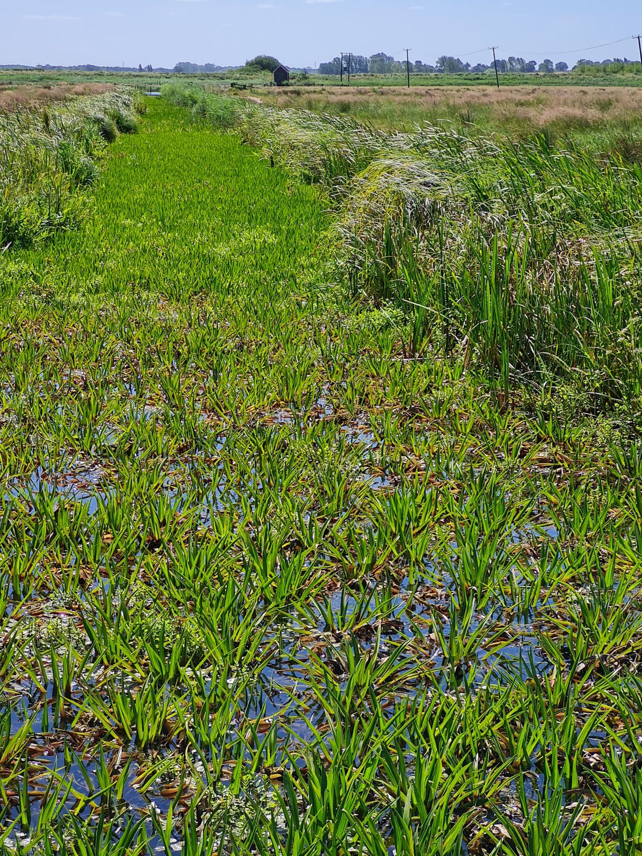 2024-07-04 16 Wensum Ramblers at Cantley.jpg