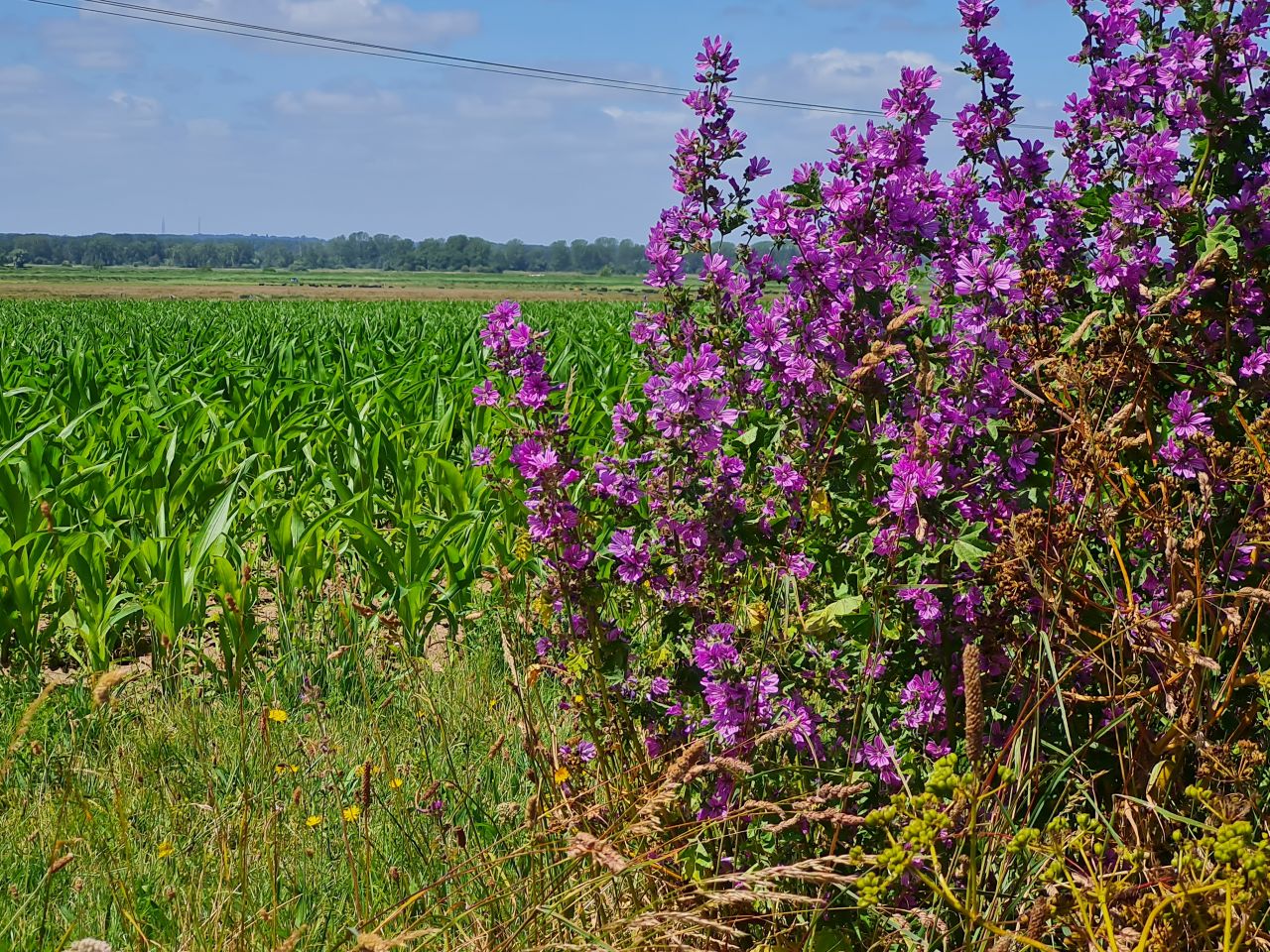 2024-07-04 19 Wensum Ramblers at Cantley.jpg