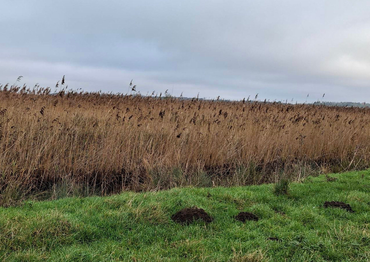 2024-12-29 04 Haddiscoe Thurlton Thorpe Marshes.jpg