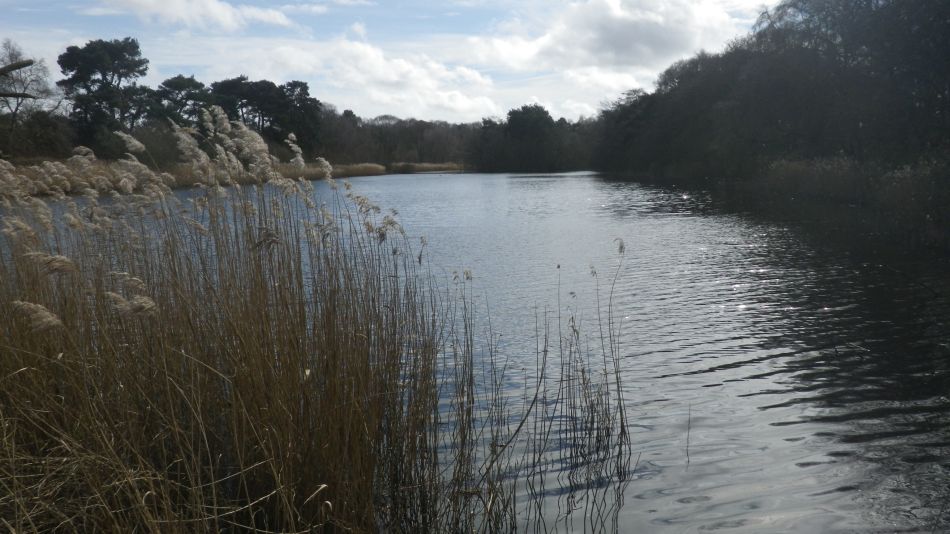 2020-03-15 13 Hopton and Lound Lakes.jpg