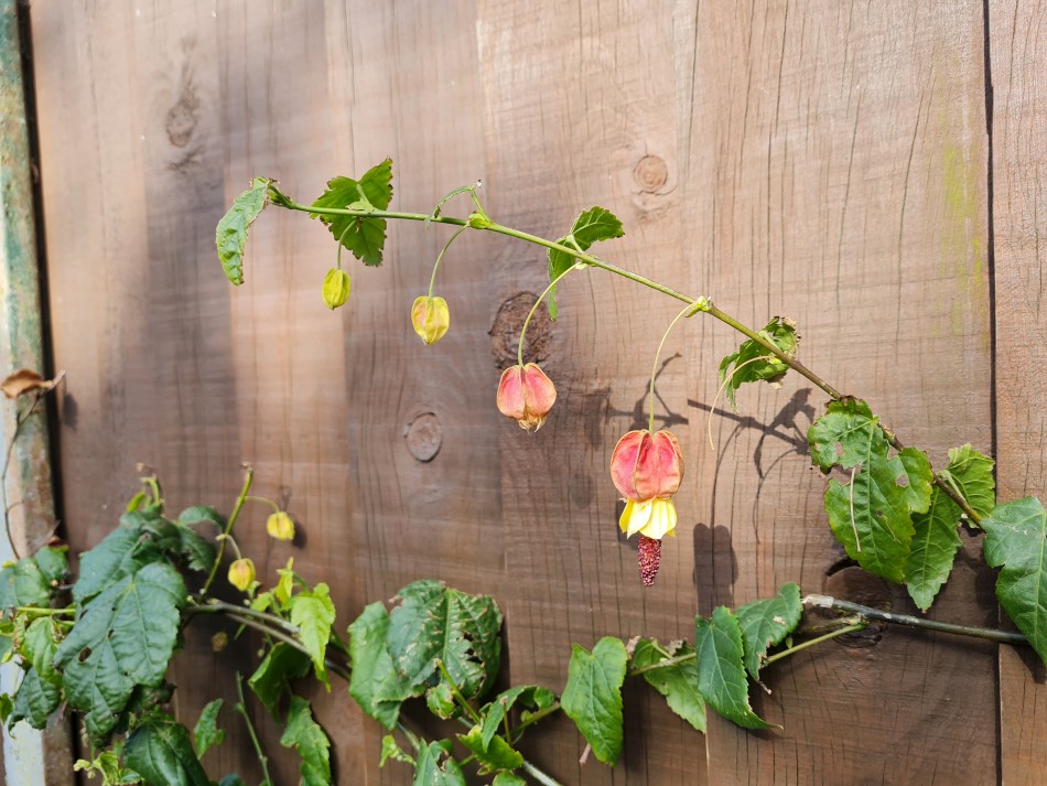 2022-03-06 07 Abutilon Megapotamicum.jpg