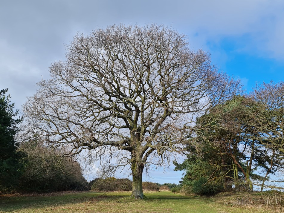 2022-03-06 24 Hopton and Lound Lakes.jpg