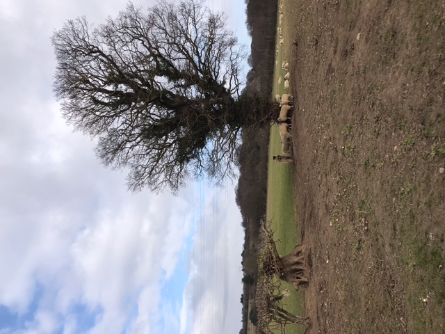 2022-03-06 29 Hopton and Lound Lakes.jpg