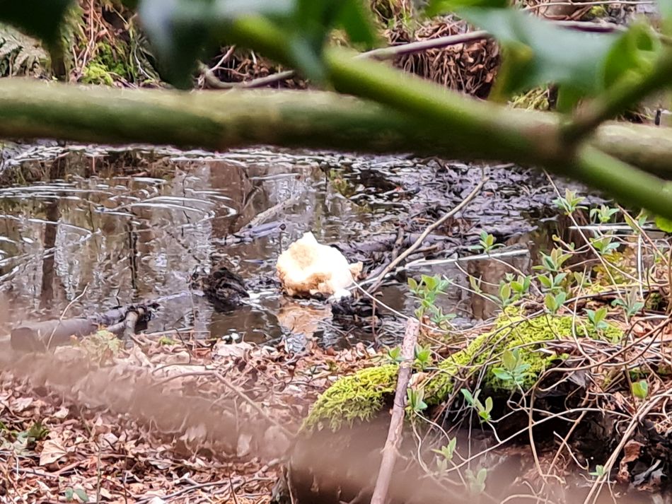 2024-03-10 04 Gorleston Lound Lakes and Hopton.jpg