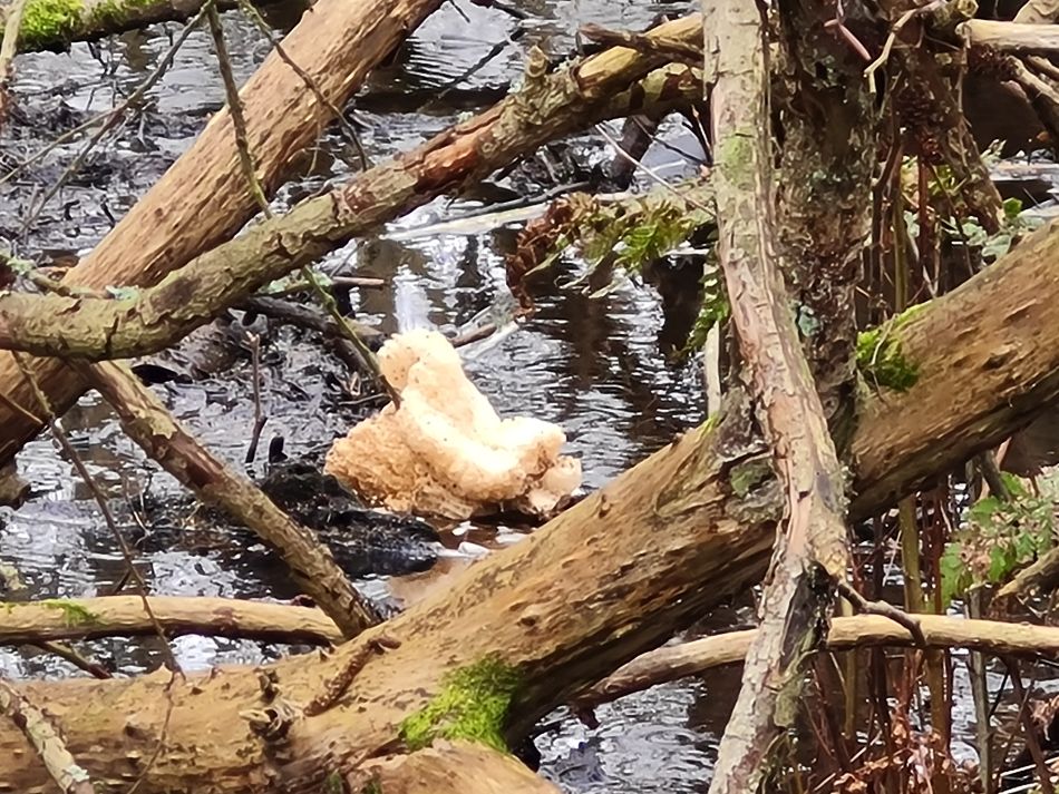 2024-03-10 05 Gorleston Lound Lakes and Hopton.jpg