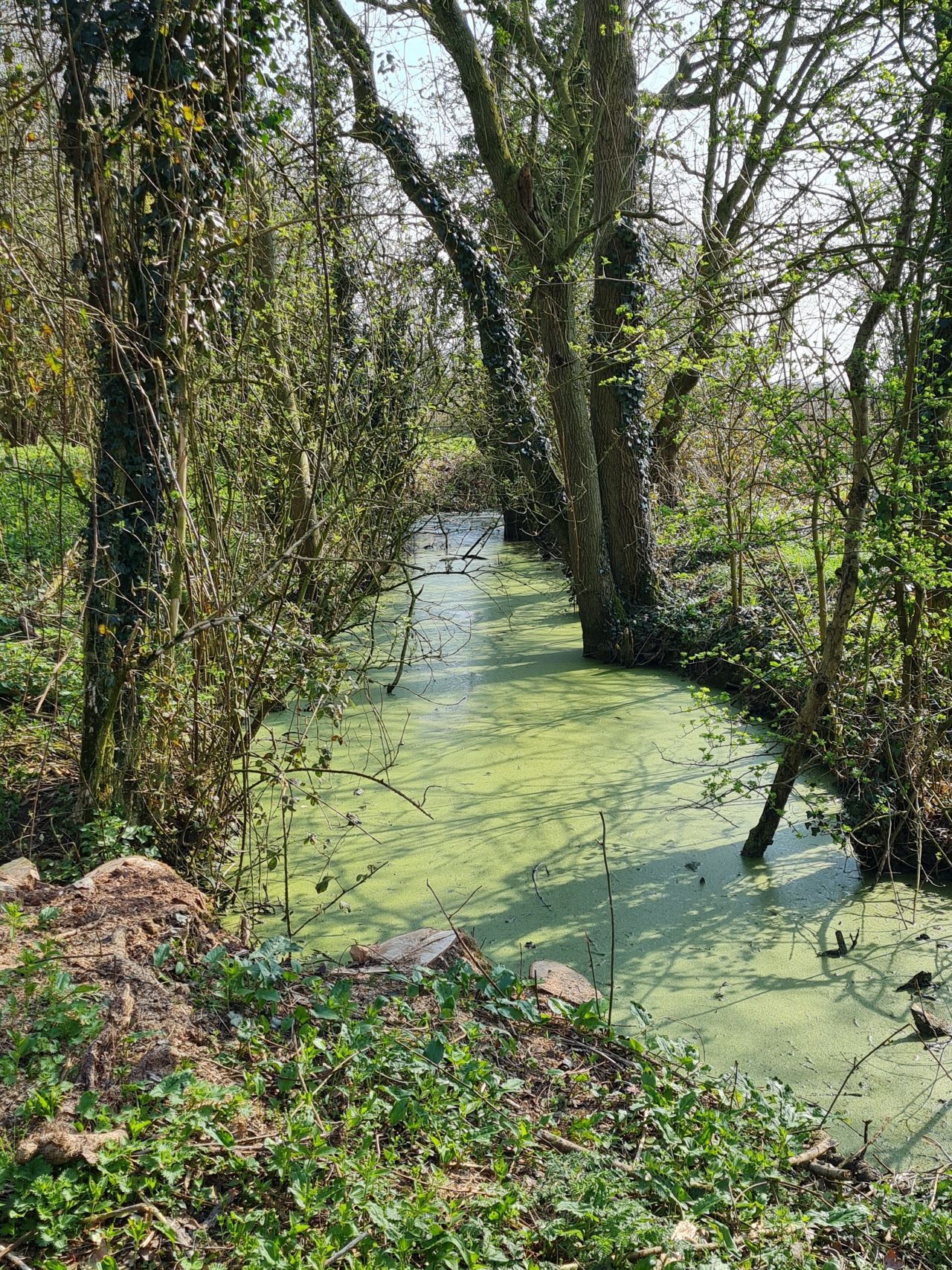 2025-03-24 08 Moat.jpg