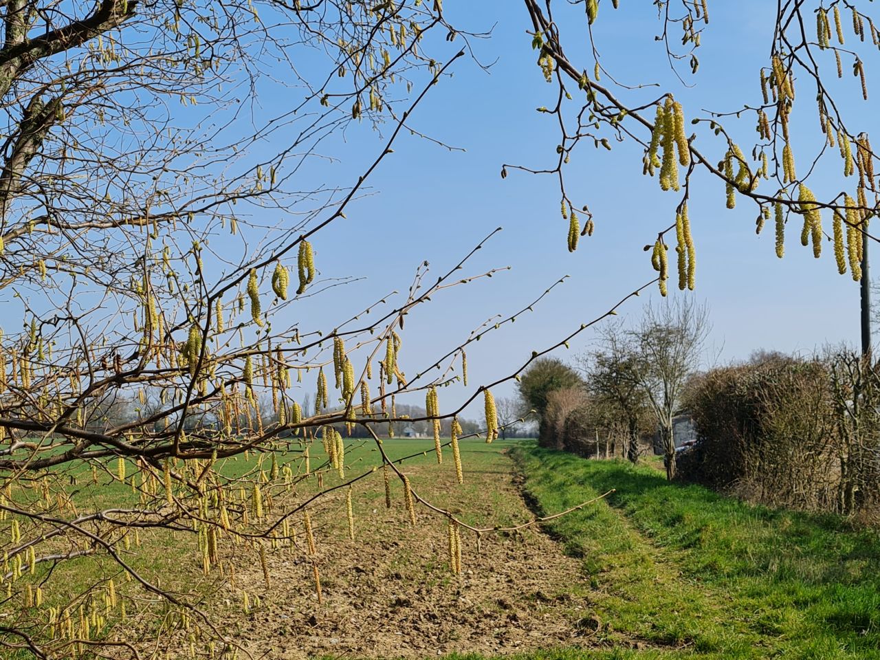 2025-03-24 13 Pulham Market.jpg