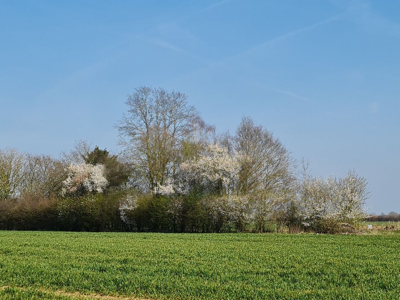 2025-03-24 18 Pulham Market.jpg