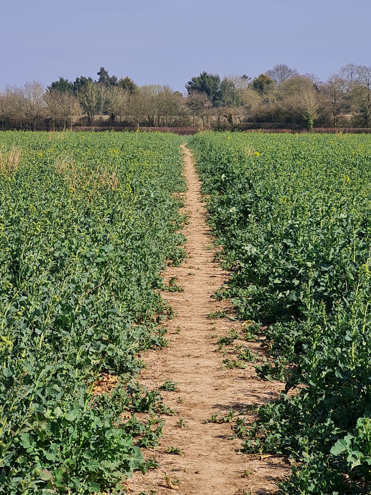 2025-03-24 23 Boudicca Way.jpg