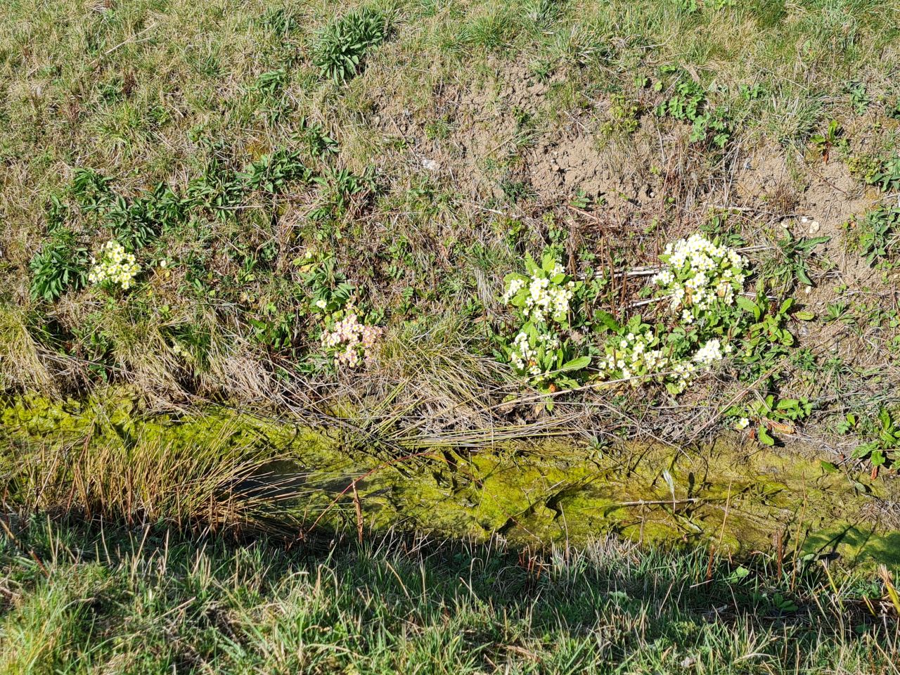 2025-03-27 17 Wacton.jpg