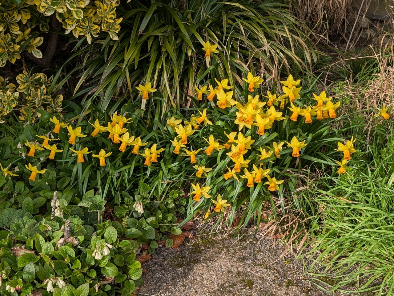2026-03-04 38 Long Melford to Glemsford.jpg