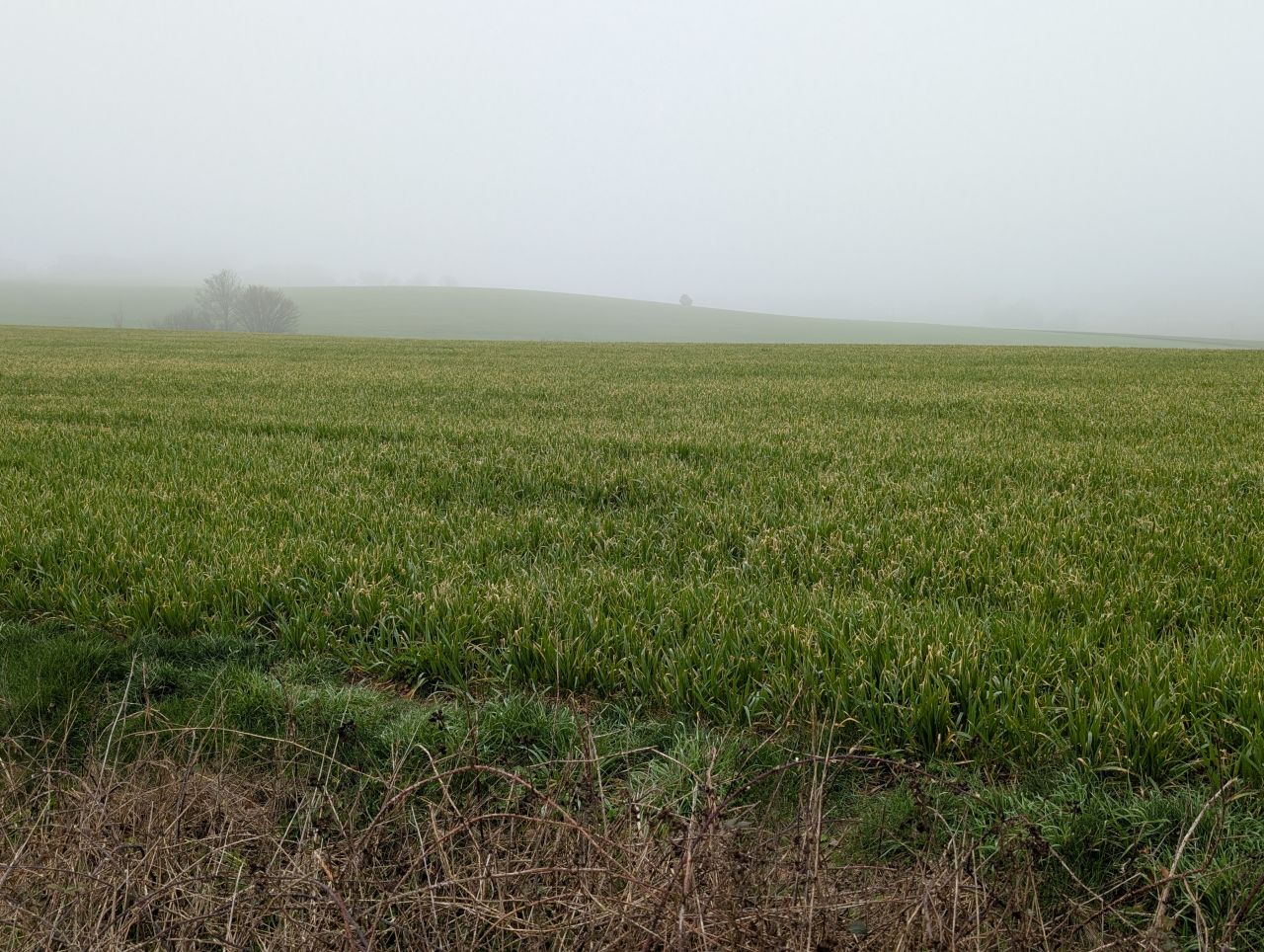 2026-03-04 49 Long Melford to Glemsford.jpg