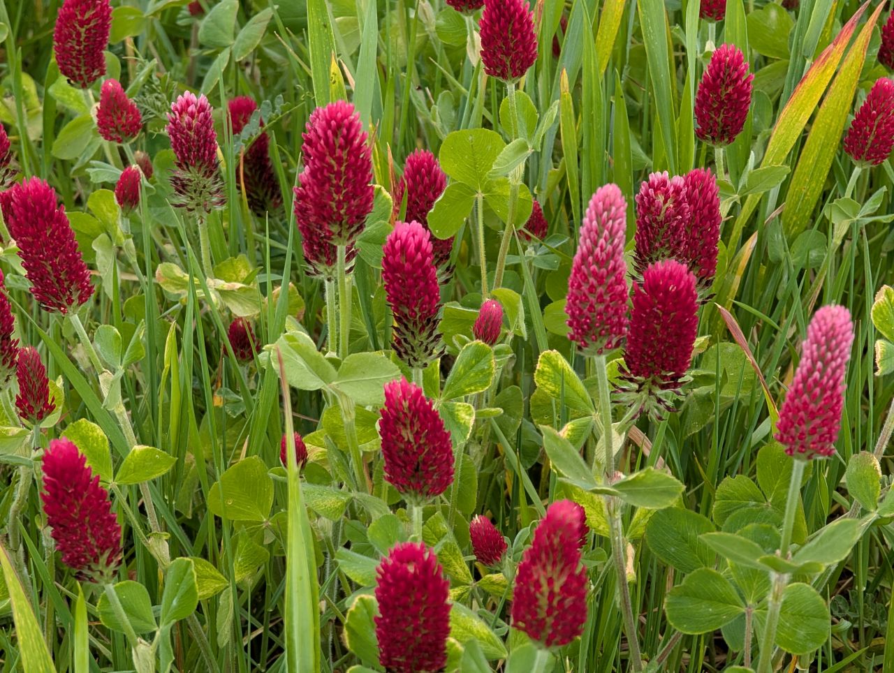 2026-05-10 03 Long Melford.jpg