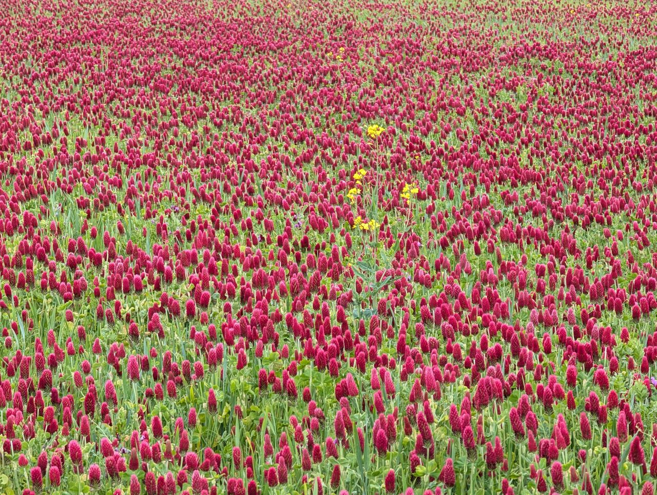 2026-05-10 04 Long Melford.jpg