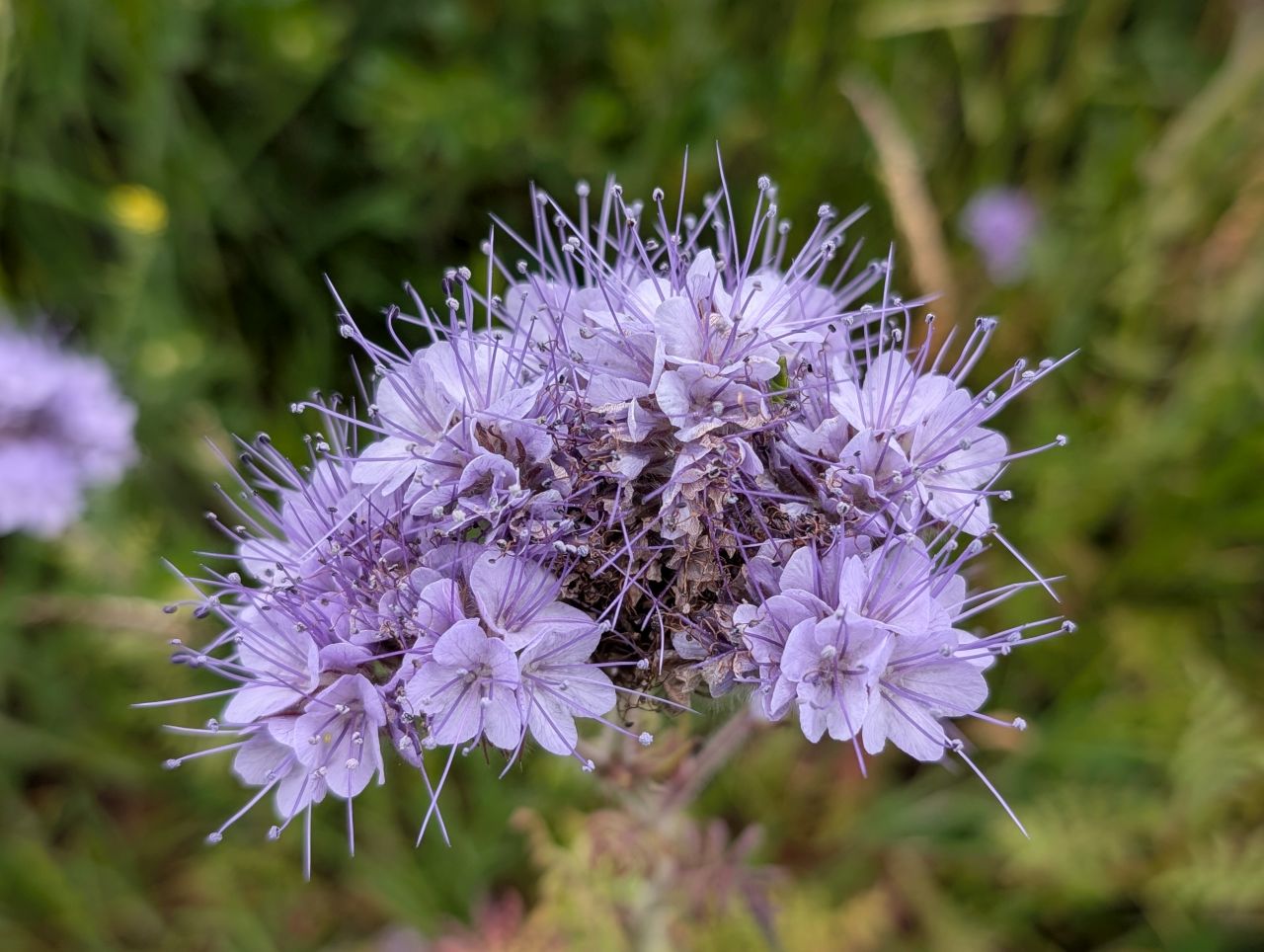 2026-05-10 09 Long Melford.jpg
