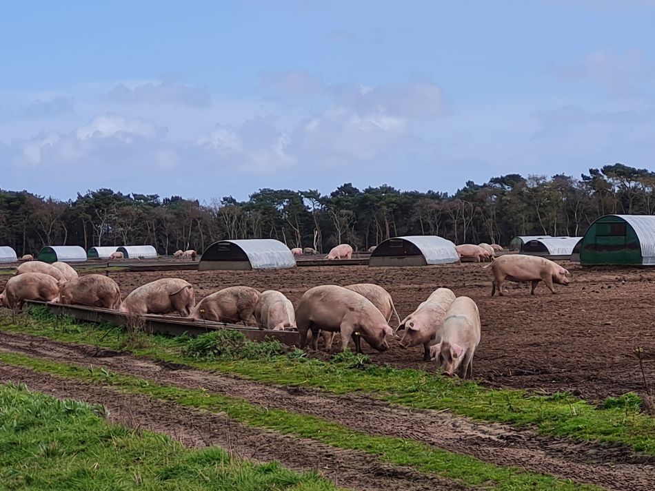 2024-04-10 39 Iken and a Roman and Iron Age Reconstruction.jpg